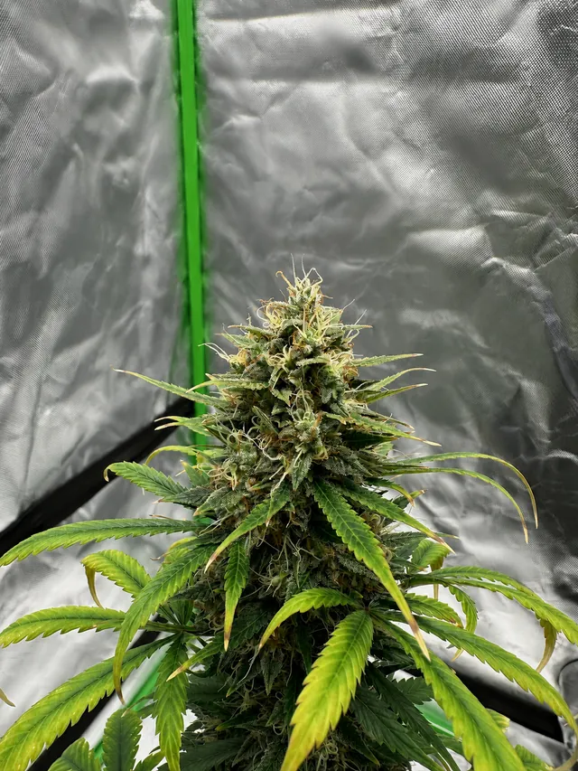 A flowering plant with green leaves against a softly blurred grow-tent interior